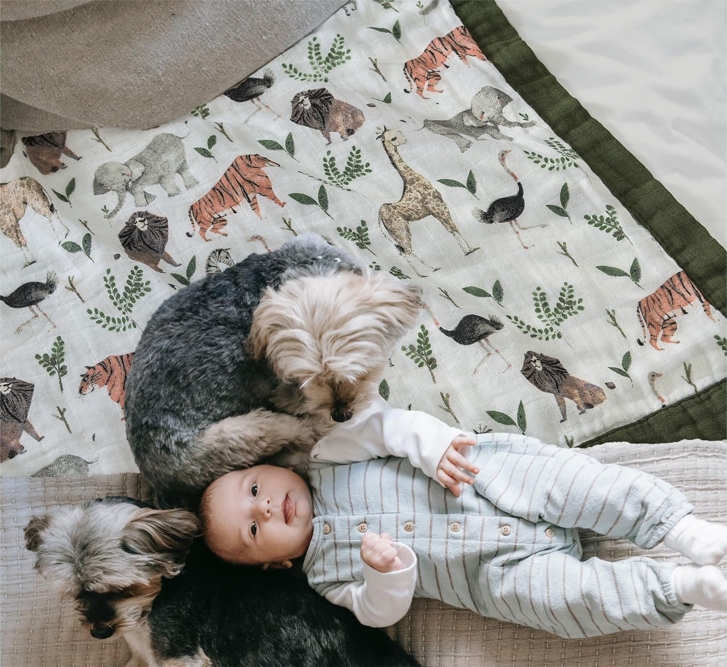 Little Jump Muslin Blanket - 47 x 47 Jungle Print Twin Blanket